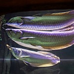 Deux Arowana argentées et une autre! שתי ארואנות והשתקפות אחת